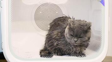 Gray Cat Drying in a Pet Dryer After a Bathing Session video