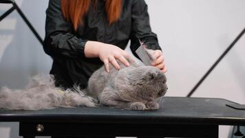 A professional groomer meticulously combs out loose fur from a gray cat on a grooming table video