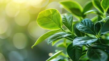 Close-up of vibrant green leaves basking in sunlight with a blurred background creating a serene atmosphere photo