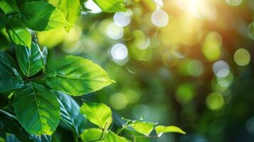 Lush green leaves illuminated by sunlight, creating a serene bokeh background effect photo