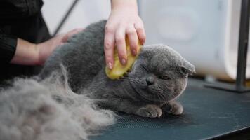 Groomer Brushing a Gray Cat with Shed Fur on the Table video