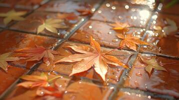 Autumn leaves scattered on wet terracotta tiles, glistening in soft sunlight, creating a serene atmosphere photo