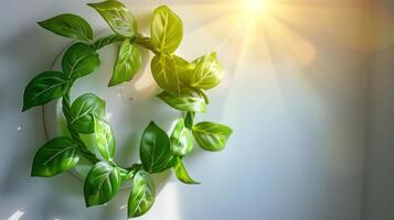 Lush green leaves arranged in a circular pattern on a wall, illuminated by warm sunlight photo