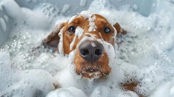 A playful dog enjoying a bubbly bath in a bright bathroom with soap suds and water splashes photo