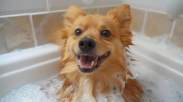 Happy dog enjoying a bubble bath in a cozy bathroom with tiles and warm lighting photo