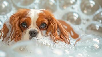 Playful dog enjoying a bubble bath with soap suds and shimmering bubbles in the background photo