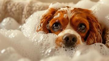 A playful dog enjoying a bubble bath in a cozy bathroom with soft lighting and textures photo