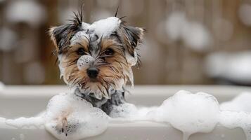 A small dog enjoying a bubble bath in a cozy bathroom with soft lighting and wooden accents photo