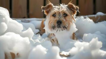 A playful dog enjoying a bubble bath in a backyard, surrounded by foam and sunlight photo