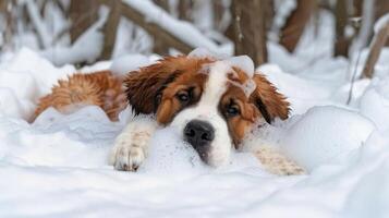 A Saint Bernard dog relaxing in a snowy environment, surrounded by bubbles, creating a playful scene photo