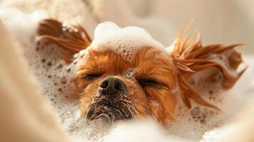 A small dog enjoying a bubble bath, with foam around its face, creating a serene atmosphere photo