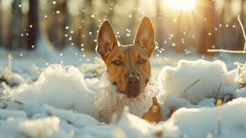 A playful dog enjoying a bubble bath in a snowy forest during sunset, with sparkling snowflakes photo