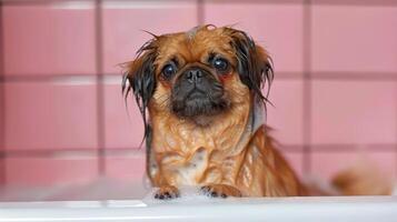 A small dog enjoying a bath in a pink-tiled bathroom with bubbles and a playful atmosphere photo