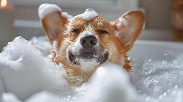 Happy corgi enjoying a bubble bath in a cozy bathroom with soft lighting and candles photo