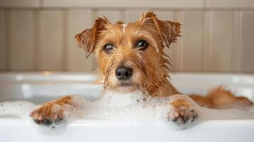 Playful dog enjoying a bubbly bath in a cozy bathroom with soft lighting and warm tones photo