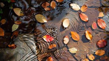 Colorful autumn leaves floating on water surface with ripples, surrounded by wet stone pathway photo