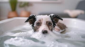 Dog enjoying a bubble bath in a cozy home setting with soft furnishings in the background photo