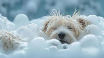 A relaxed dog enjoying a bubble bath in a serene environment with soft, soapy foam photo
