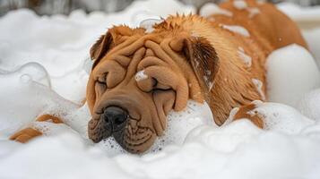 A relaxed Shar Pei dog enjoying a bubble bath outdoors, with soft foam surrounding it photo