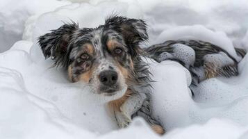 A playful dog enjoying a bubble bath in a cozy bathroom setting with soft lighting photo