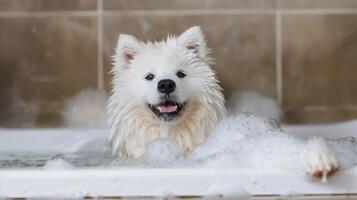 Happy white dog enjoying a bath in a bubble-filled tub with tiles in the background photo
