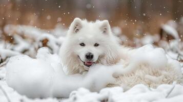 A playful white Samoyed dog lying in snow, surrounded by bubbles, enjoying a winter day outdoors photo