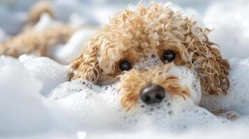 A fluffy dog playfully submerged in bubbles during a joyful bath time in a bright setting photo