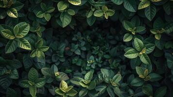 Aerial view of lush green leaves forming a natural frame around a dark center, symbolizing tranquility photo