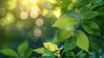 Lush green leaves illuminated by soft sunlight, creating a serene bokeh background in nature photo