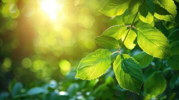 Sunlit green leaves glistening in a serene forest setting with soft bokeh in the background photo