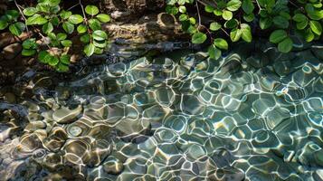Tranquil stream with shimmering water reflections and lush green foliage surrounding it photo