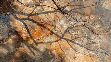 Abstract view of autumn leaves and branches casting shadows on a textured surface by a stream photo