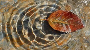 Close-up of a vibrant autumn leaf resting on the water surface, creating ripples in a serene environment photo