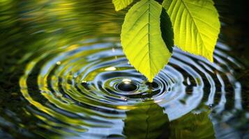 Close-up of vibrant green leaves above rippling water, creating serene reflections and tranquility photo