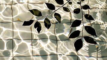 Serene water surface with reflections, a branch of leaves floating gracefully above tiles photo