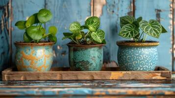 A vibrant display of three potted plants on a rustic wooden tray against a blue weathered backdrop photo