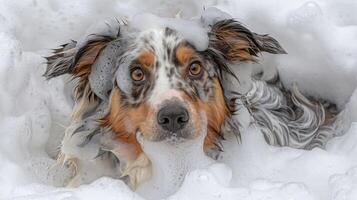 Playful dog enjoying a bubble bath, surrounded by foam and water, creating a fun atmosphere photo