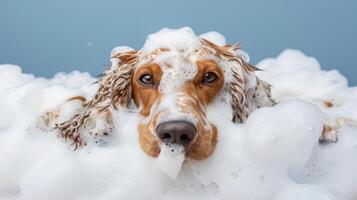A playful dog enjoying a bubbly bath, surrounded by foam, with a serene blue background photo