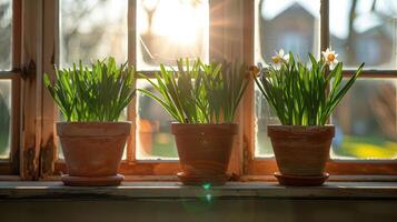 Sunlight streaming through window highlighting potted daffodils on a windowsill in spring photo