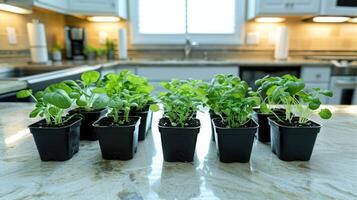 Fresh herbs in black pots arranged on a kitchen countertop with a bright window backdrop photo