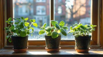 Sunlight streaming through a window illuminates potted plants on a sill in an urban setting photo