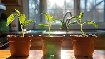 Three small green plants growing in pots on a sunlit kitchen counter with a window backdrop photo