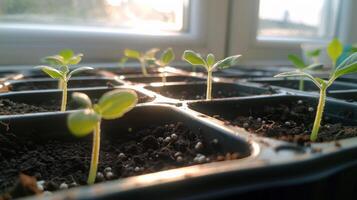 Young seedlings emerging from soil in a bright indoor setting with sunlight filtering through photo