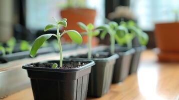 Young green plants growing in pots on a wooden table with sunlight filtering through windows photo