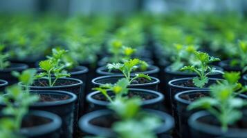 Rows of vibrant green cilantro plants in small pots, showcasing growth in a greenhouse setting photo