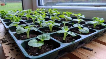 Seedlings thriving in a greenhouse, arranged in trays, with sunlight filtering through the window photo