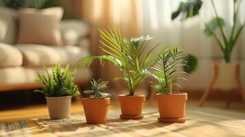 Indoor scene featuring various potted plants on a sunlit floor with a cozy living room backdrop photo