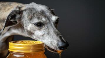 Greyhound dog enjoying honey from a jar, with a dark background highlighting the scene photo