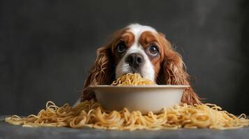 A curious dog surrounded by a bowl of spaghetti, with a blurred background enhancing the focus photo