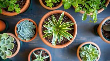 Aerial view of various potted plants arranged on a wooden table, showcasing vibrant greenery photo